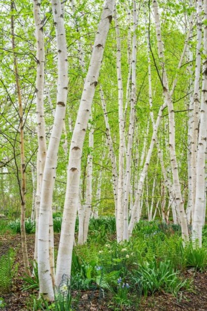 Береза паперова групова посадка 
